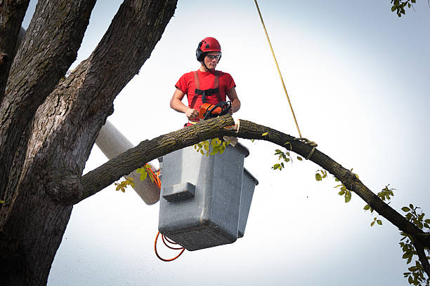 Best Tree Disease Treatment  in Ocean Shores, WA
